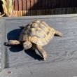 Hermanns : Male approx 12 years old (Rocky)